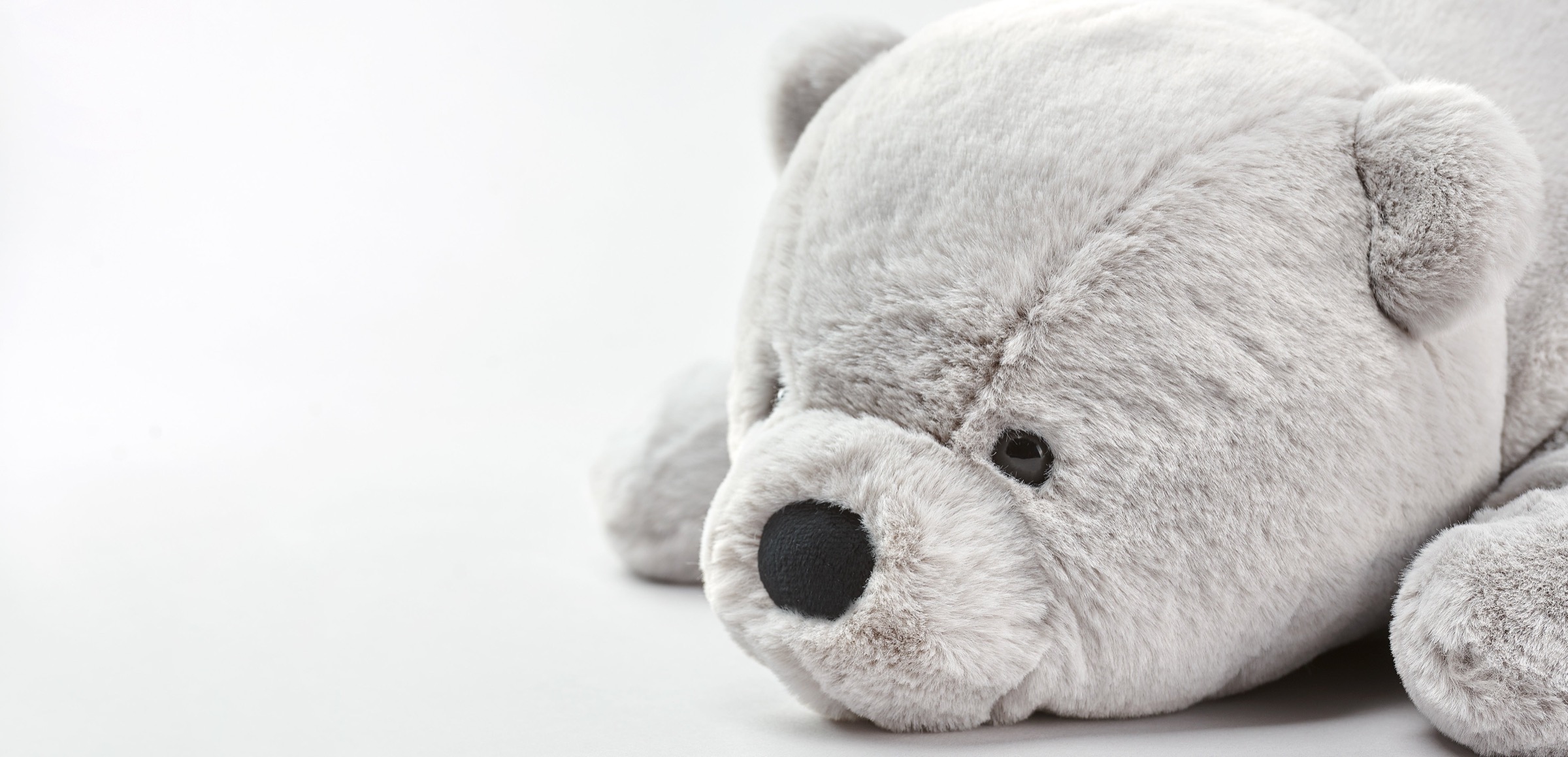 Liten grå björn närbild